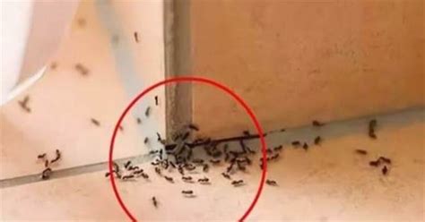 突然出現很多螞蟻 2024 是什麼年